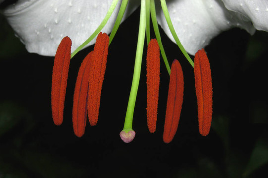 花；莉莉