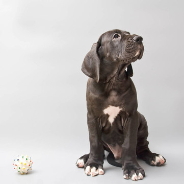 一個德國的藏獒幼犬