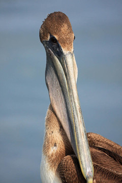Brown Pelican大嘴巴