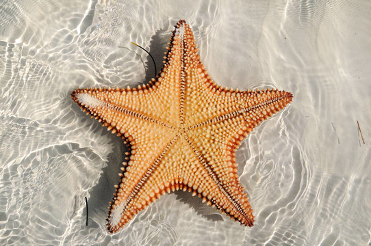 海星倒掛