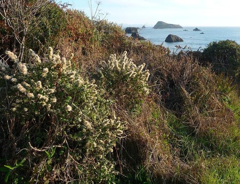 灌木叢生的山坡上俯瞰海岸