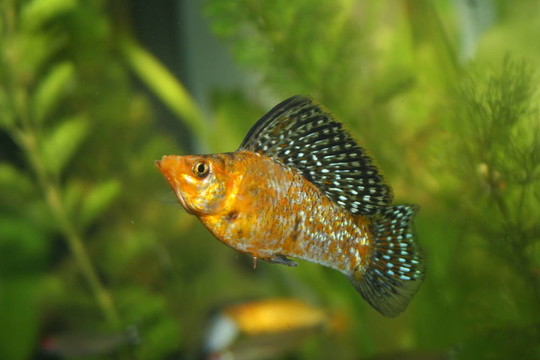 帆鰭花鳉