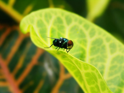 飛