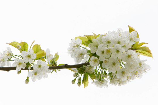 蘋果樹花過白