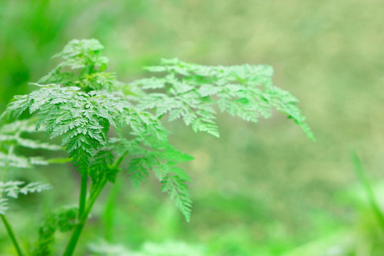 蕨類植物的封閉性