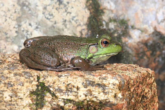 岩石上的绿色青蛙