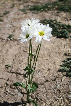 沙漠之花