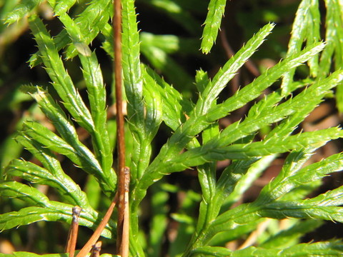 植物