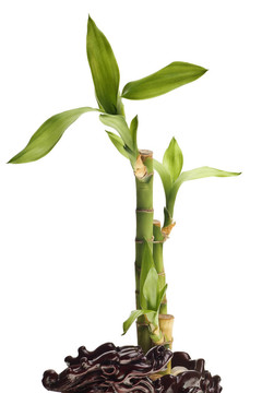 幸運(yùn)竹孤立