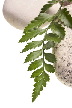 白色背景下的Green Fern