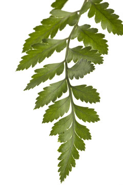 白色背景下的Green Fern