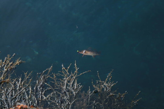 海里的魚
