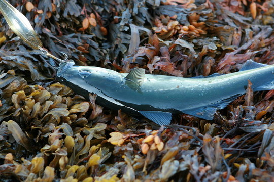 海里的魚