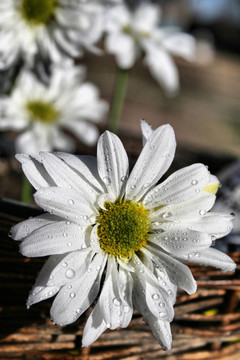 花園里的花