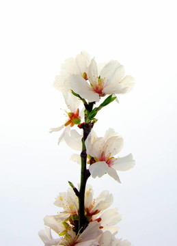 杏仁
