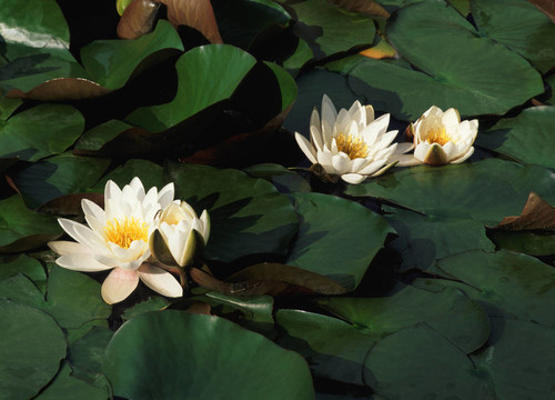 白水百合