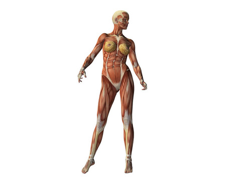 女性軀干顯示肌肉孤立白色