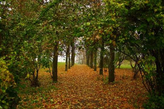 公園里的小路