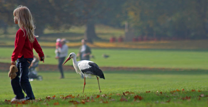 孩子與white Stork（Ciconia ciconia）