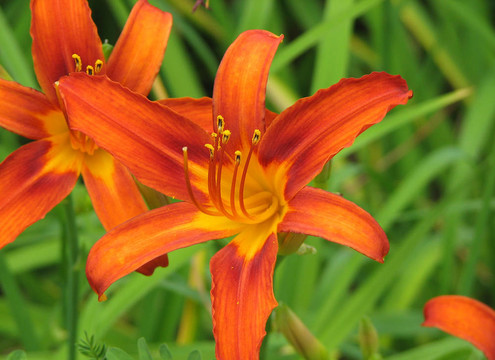 花