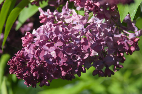 丁香花