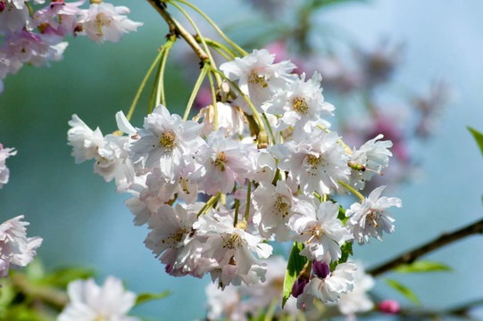 蘋果花