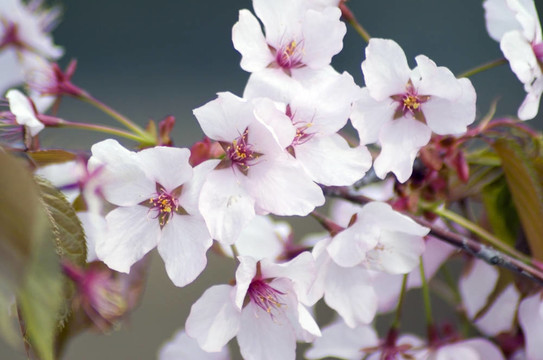 櫻花