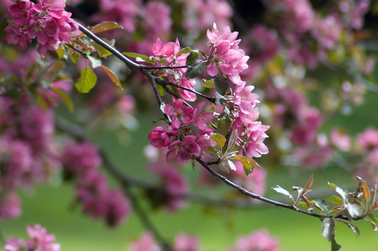 蘋果花