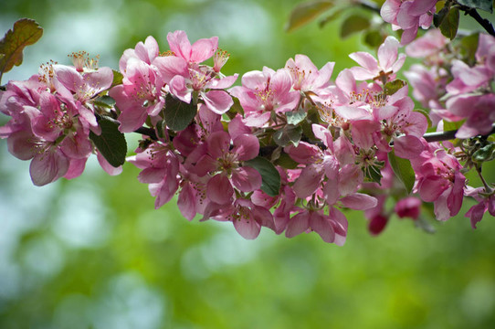 蘋果花
