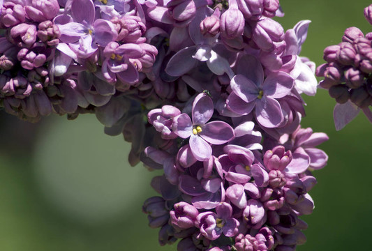 丁香花
