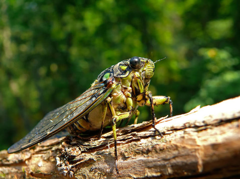 Cicada（焰bichamatus）5