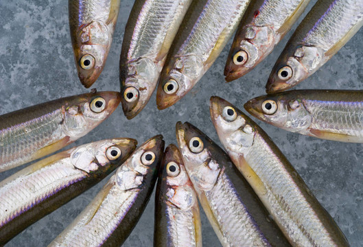 冰上的魚11