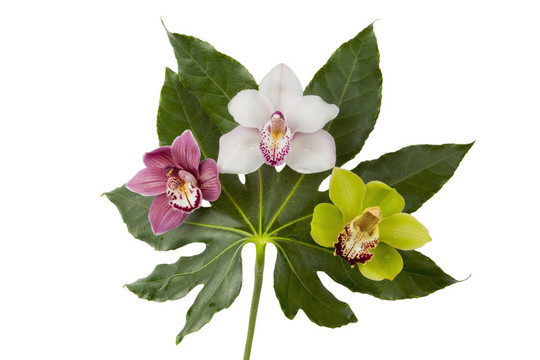 三蘭花