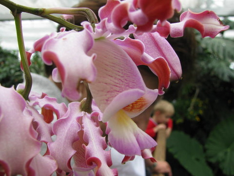 腐白Orchidee；紅