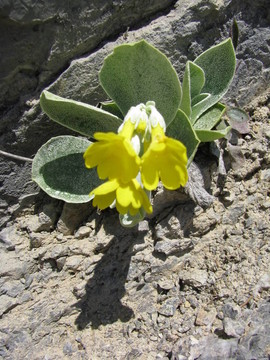 一gelbe schluesselblume