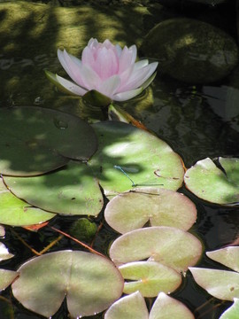 seerose一Teich mi
