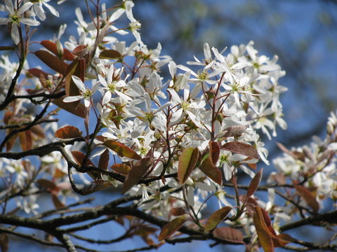 Schwarzdorn im Fruehling；