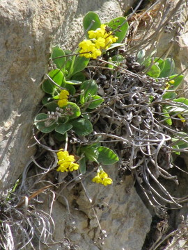 一gelbe schluesselblume