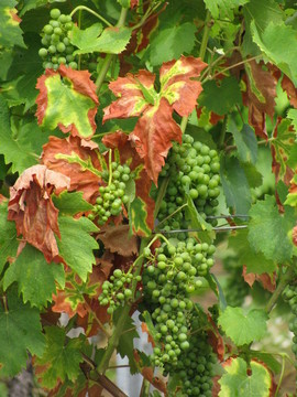 weinstoecke oberhalb馮