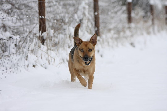 podenco牧羊犬在雪