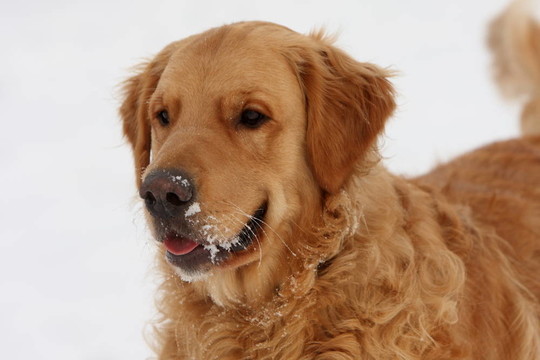 金毛獵犬的肖像