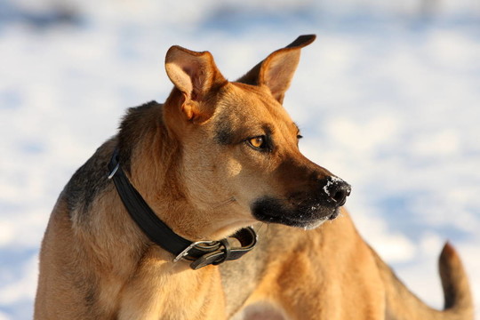 podenco牧羊犬在雪的畫像