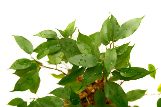 綠色植物超白