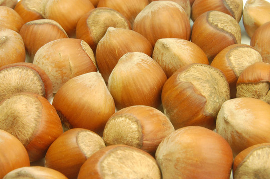 haselnuts