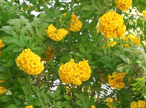花