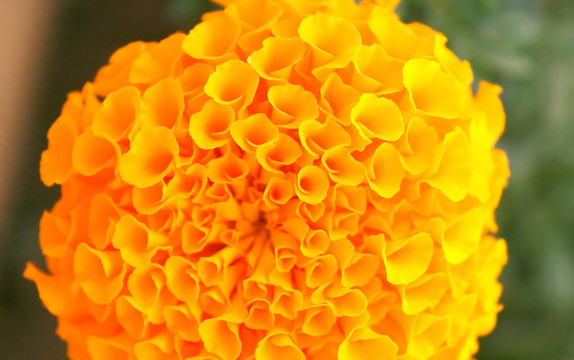 黃色的花