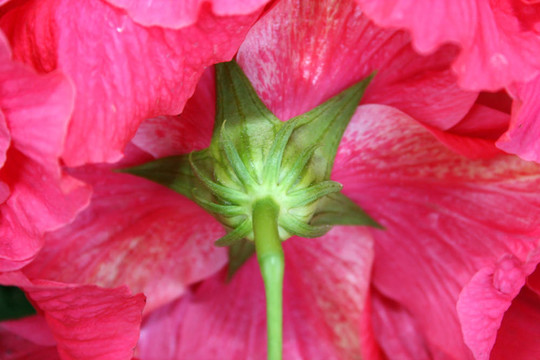 木槿