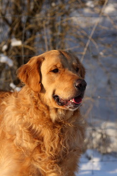 肖像的金毛獵犬