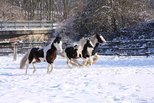 雪中的馬