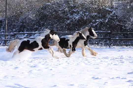 在雪中的舞馬